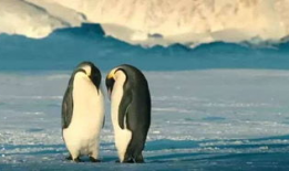 企鹅 视频,捕捉自然之美，探寻极地奥秘