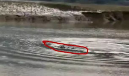 水怪视频,视频揭秘神秘生物之谜